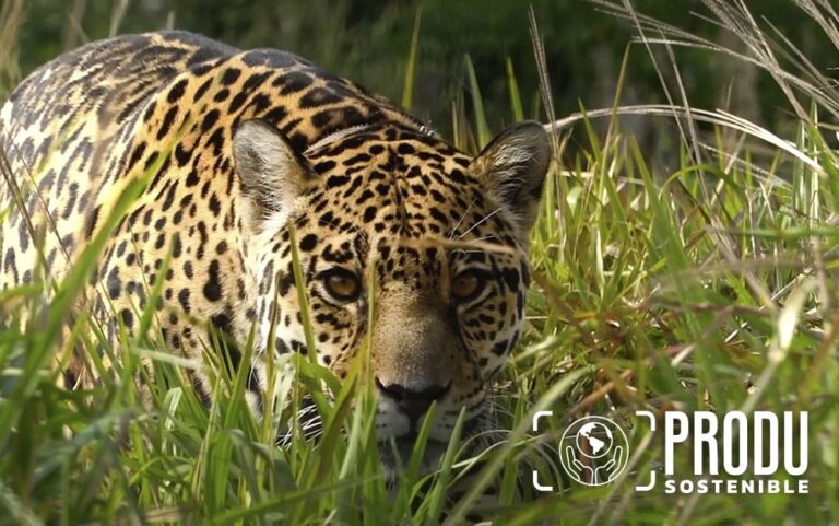 DIRECTV homenaje a la Tierra