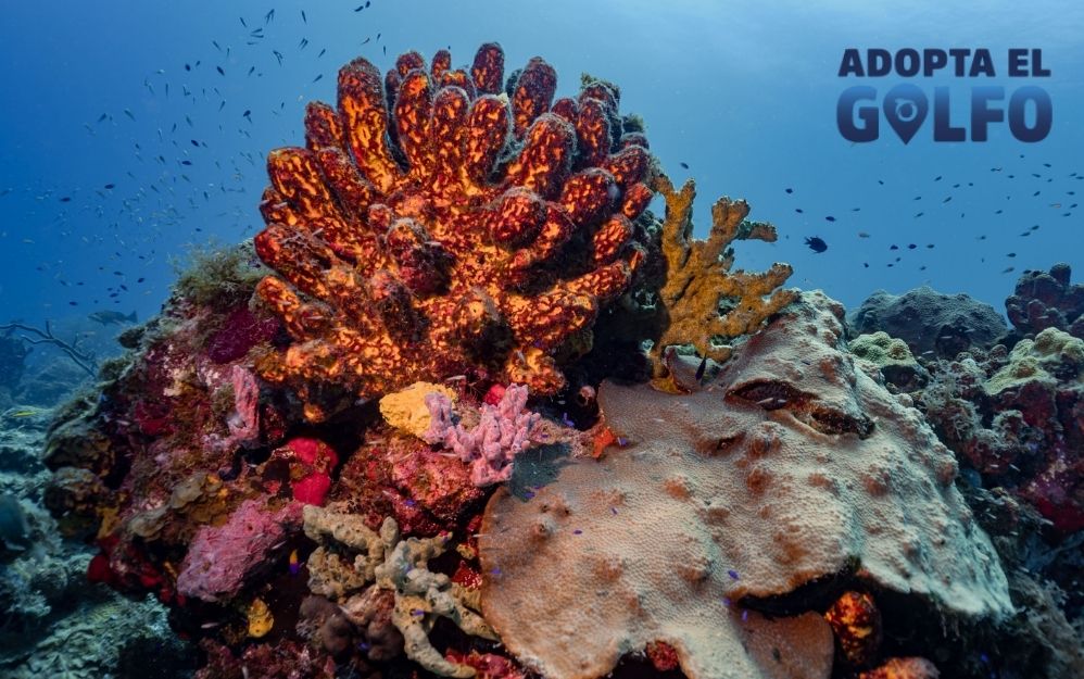 La iniciativa propone que cualquier persona “adopte” simbólicamente un fragmento del Golfo